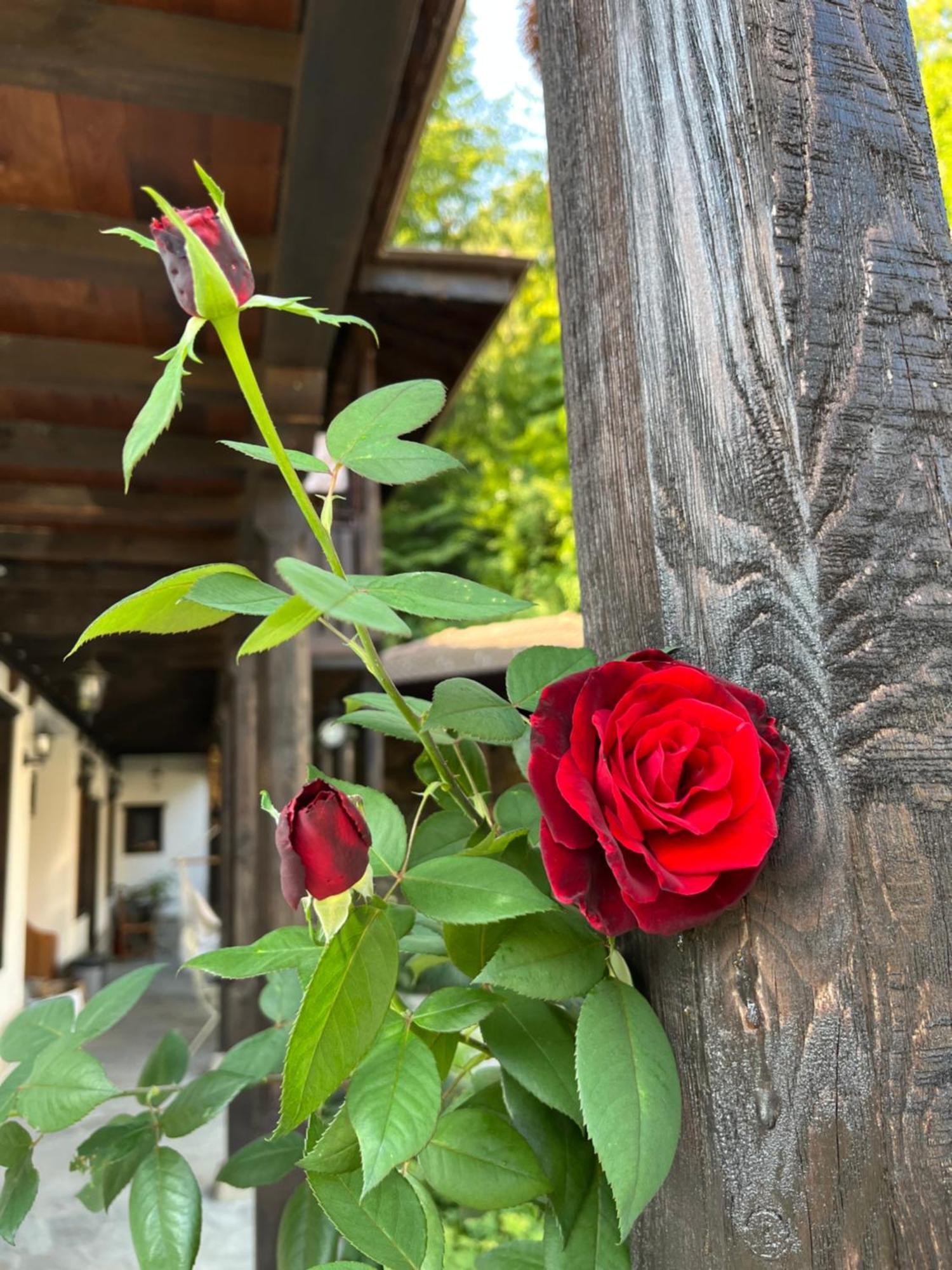 Verta House Tryavna Extérieur photo